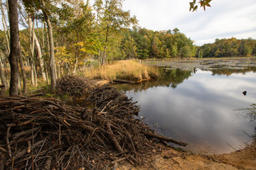 beaver dam calvert cliffs state park southern maryland usa