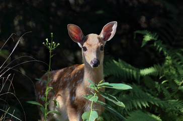 young fawn in forest during summer
