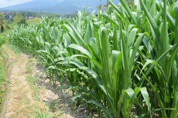 Green farm field with corn plants