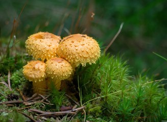 Pholiota flammans  - Flaming Pholiota