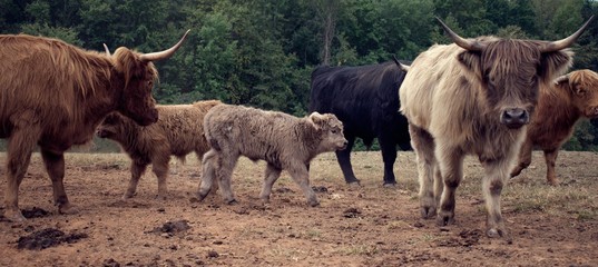 Herd of Highland cattle in field