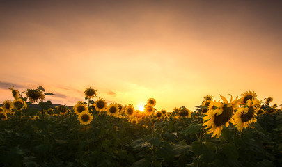 Fototapeta na wymiar sunset over a sunflower field