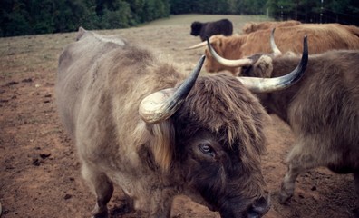 Highland cow in pasture, with horns