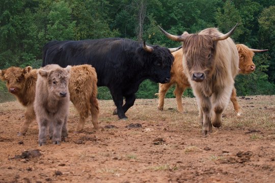 Herd of Highland cattle in field