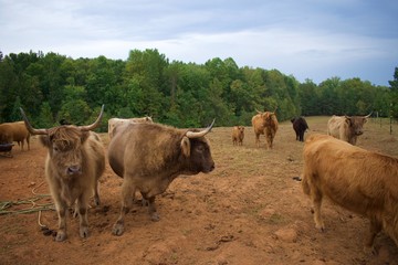 Highland Cows roaming the field