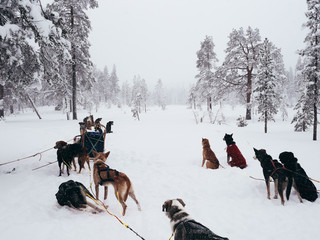 dogs in snow