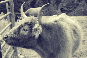 Highland cow in pasture looking at gate