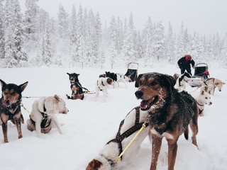 dogs in snow