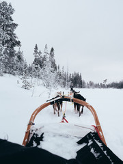 sled dogs