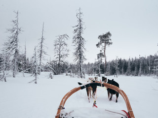 sled dogs