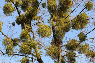 Mistletoe on a tree. Medicinal plant. Alternative medicine