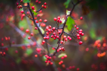 branch of a tree