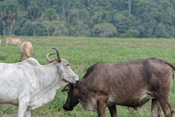 Les zébus Brahman chuchotent à l'oreille - Macouria - Guyane française