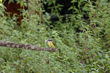 Plein le bec pour le tyran Quiquivi parti à la chasse - Guyane française 