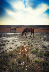 horse on pasture