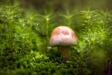 mushroom in the forest