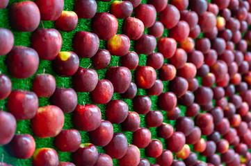 Lots of red apples on green grass, selective focus