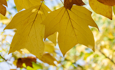 Big yellow leaves of tulip tree Liriodendron tulipifera against the blue sky in sunlight. Nature...