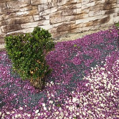 Lila Blüten im Vorgarten