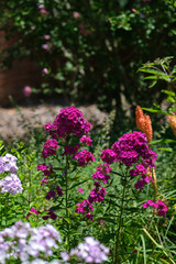 white and pink Garden phlox in a garden with orange plants out of focus