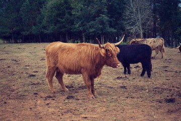 Highland Cows roaming the field