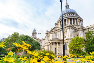 Fototapeta na wymiar St. Paul's Cathedral with yellow flower on the foreground