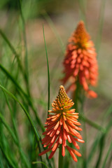 Red hot pokers in a garden during spring