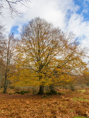 Autumn Landscape in the mountain range of Urbasa, Navarra. Spain