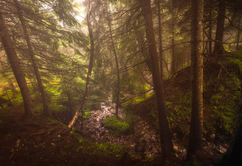 autumn in the forest