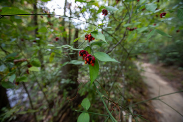 red seed pod along trail at calvert cliffs state park in southern maryland usa