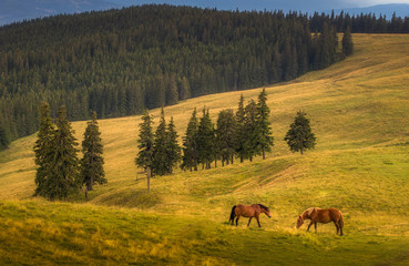 Fototapeta na wymiar horse in the field