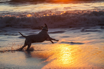A Happy Dog Running in the Surf at the Beach at Sunset.