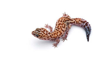 African fat tail gecko isolated on white background