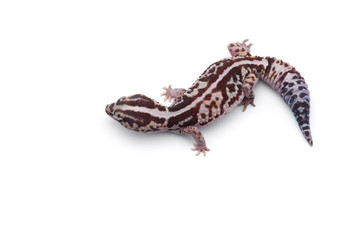 African fat tail gecko isolated on white background
