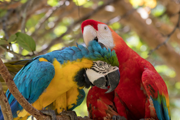 dos loros rascándose la cabeza en una rama de un arbol