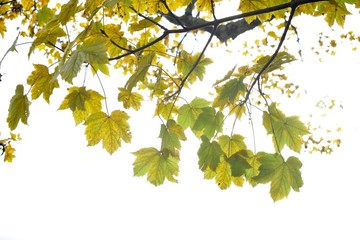 Fall maple leaves backlit against grey sky in autumn