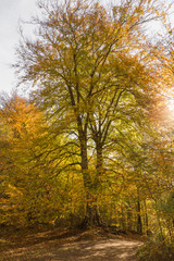 Autumn Landscape in the mountain range of Urbasa, Navarra. Spain