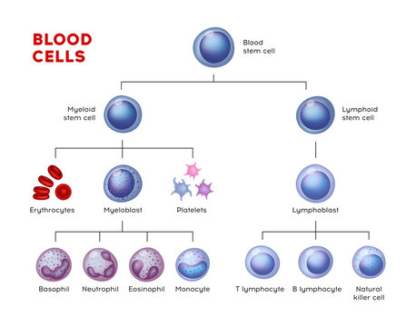 	 Vector types of blood cells. Erythrocytes, eosinophil, neutrophil, plateletes, leukocytes, lymphocytes, monocytes, basophil etc. Educational chart