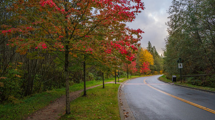 Vivid Fall colours at UniverCity on Burnaby Mountain