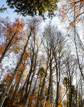 Forest in autumn at Rtanj Mountain