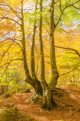 Autumn Landscape in the mountain range of Urbasa, Navarra. Spain