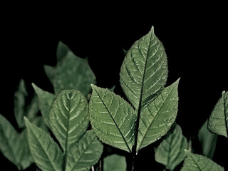 Bright green leaves front of black background isolated