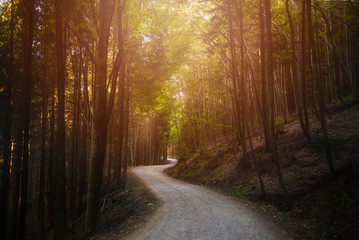 Fototapeta premium road in the forest