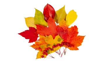 Autumn composition - colorful leaves and berries, fan-shaped on a white isolated background