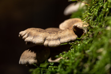 Baumpilz mit Moos
