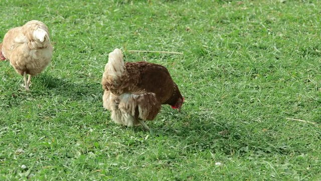 brown-red chicken, defecating on a green spring meadow. slight slow motion  4K UHD Prores HQ 29.97