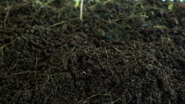 Shoot of green lentil sprouts, time lapse. Macro Time lapse video of a bean seed growing from the ground