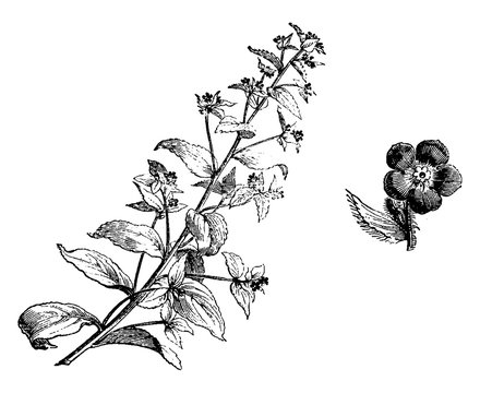 Anchusa Sempervirens Flowers vintage illustration.