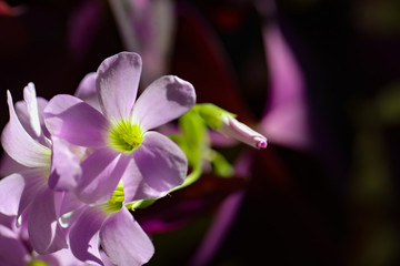 Close up of the wee little lavender flower of the purple shamrock plant,