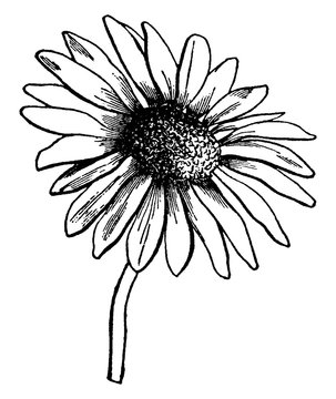 Florets, Steraceae, flower, ray, disk vintage illustration.